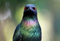 Purple glossy starling, Purple Starling, Lamprotornis purpureus Royalty Free Stock Photo